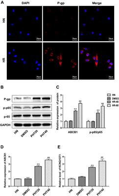 Long Non-coding RNA KCNQ1OT1 Contributes to Antiepileptic Drug Resistance Through the miR-138-5p/ABCB1 Axis in vitro